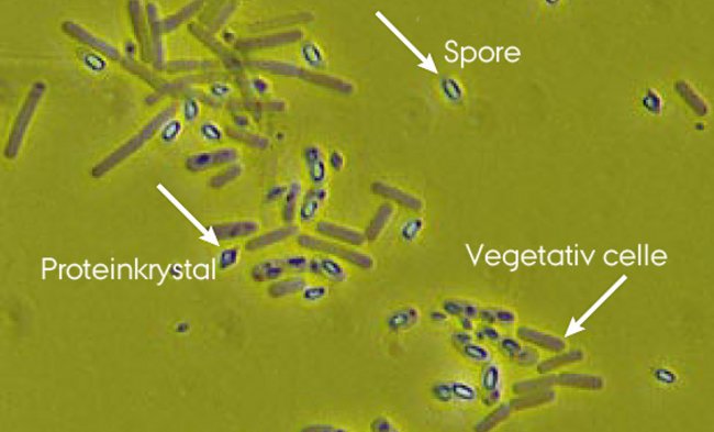 <i>Bacillus thuringiensis</i> set i mikroskop. På billedet ses tydeligt sporer og proteinkrystaller. Desuden ses vegetative celler uden sporer og proteinkrystaller - på billedet er de mørke. Foto: AU
