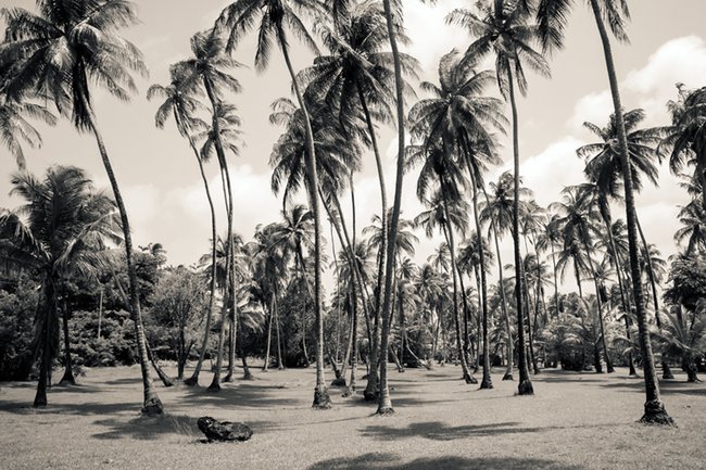 Årtiers ammunitionstests på den caribiske ø Vieques kan have efterladt lokalbefolkningen med en tung arv i form af giftstof aflejringer og følgesygdomme. Danske forskere har afdækket sammenhænge. (Foto: Colourbox)