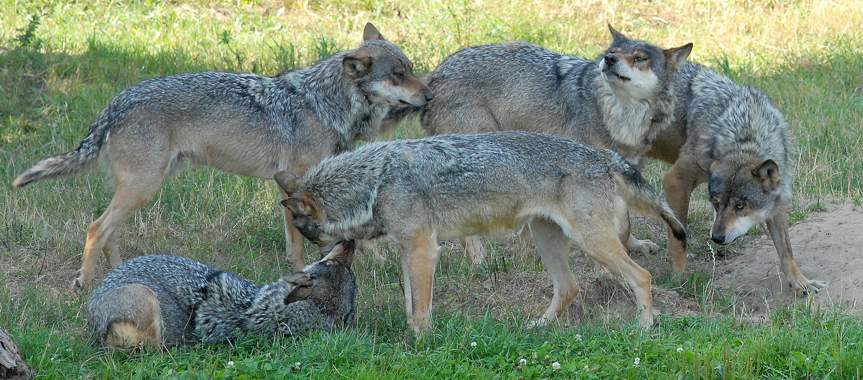 Skandinavisk Dyrepark rabat verdens næststørste land Skandinavisk Dyrepark rabat verdens næststørste land