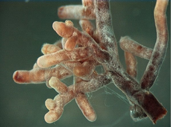 Foto af Mykorrhiza, som også kendes som svamperod. Foto: By Ellen Larsson