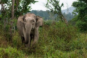 Vild asiatisk elefant. Fotograf: Rolf Svedjeholm