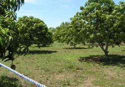 Foto af en australsk mangoplantage der benytter vævermyrer (Oecophylla smaragdina) til at beskytte mangoerne mod skadedyr. Foto: Joachim Offenberg